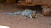PICTURES/Zion National Park - Yes Again/t_Squirrel1.JPG